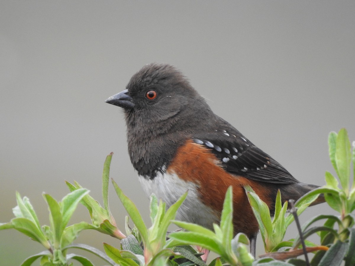Spotted Towhee - ML617041252