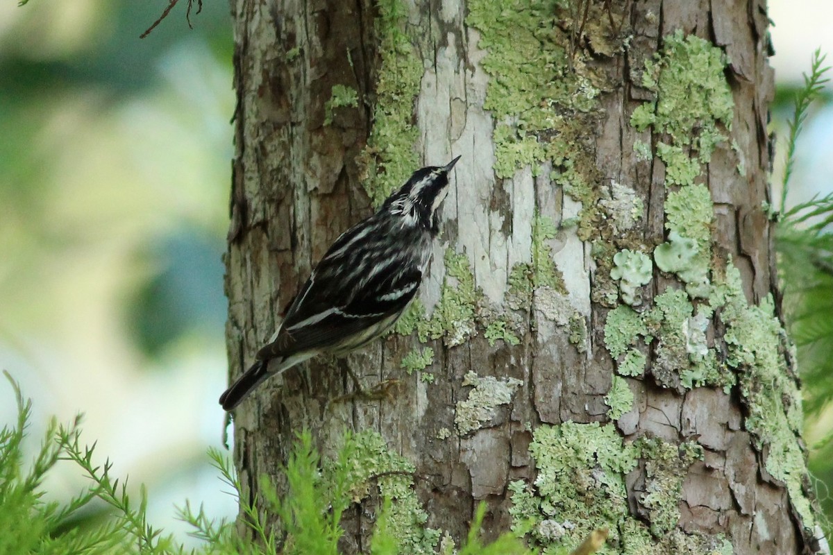 Black-and-white Warbler - ML617041280