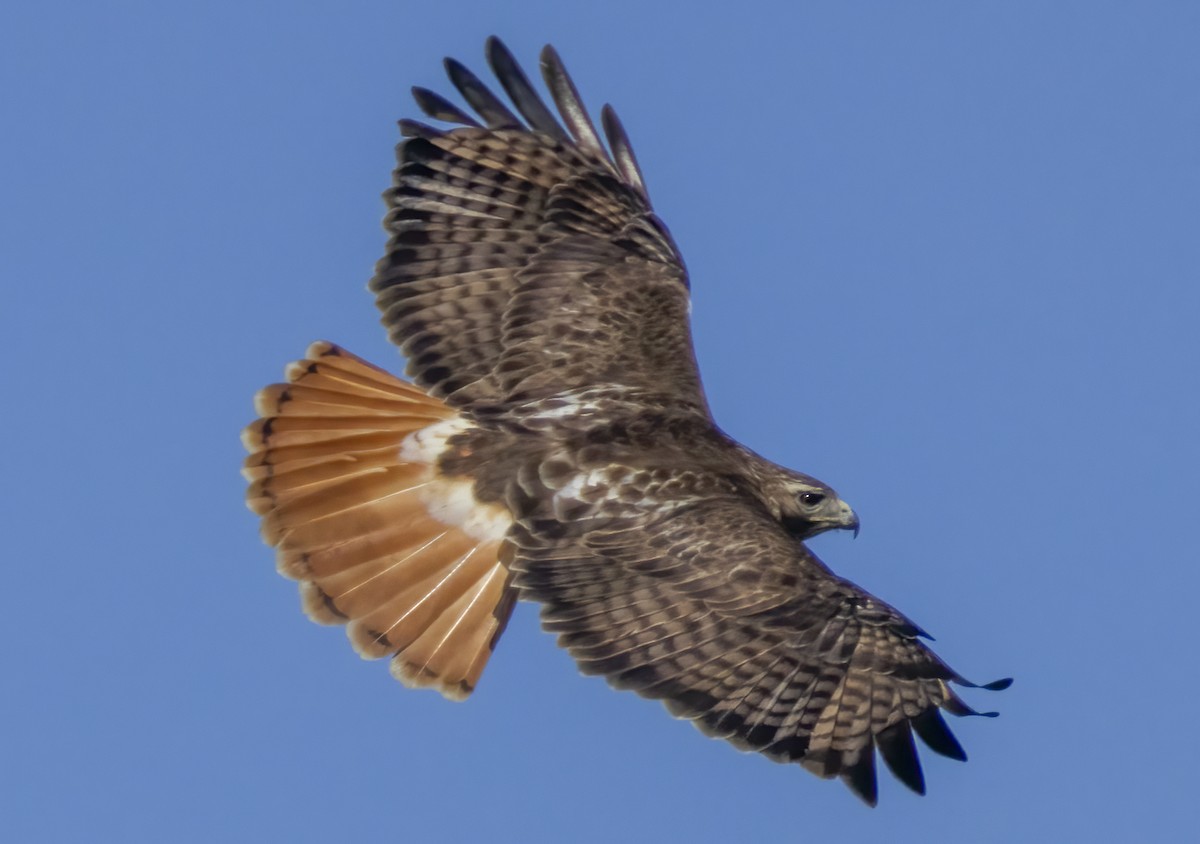 Red-tailed Hawk - ML617041392