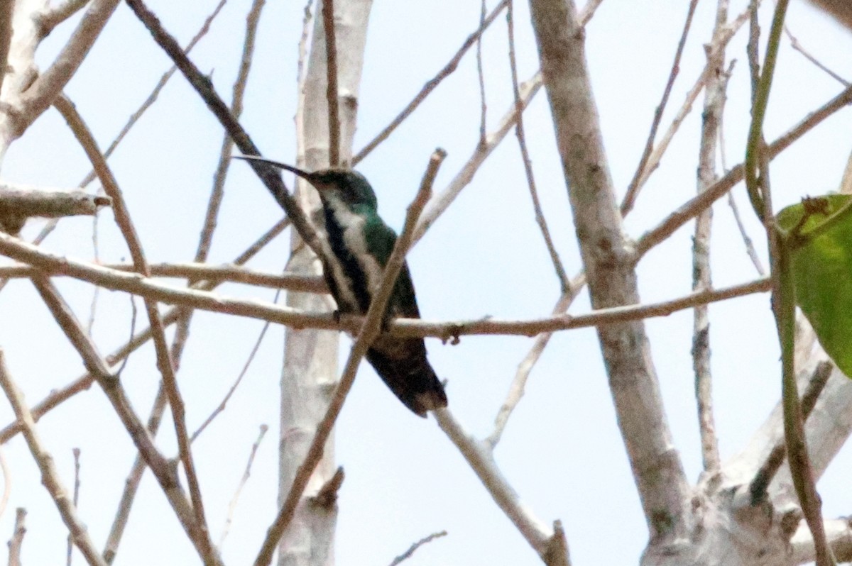 kolibřík panamský - ML617041409