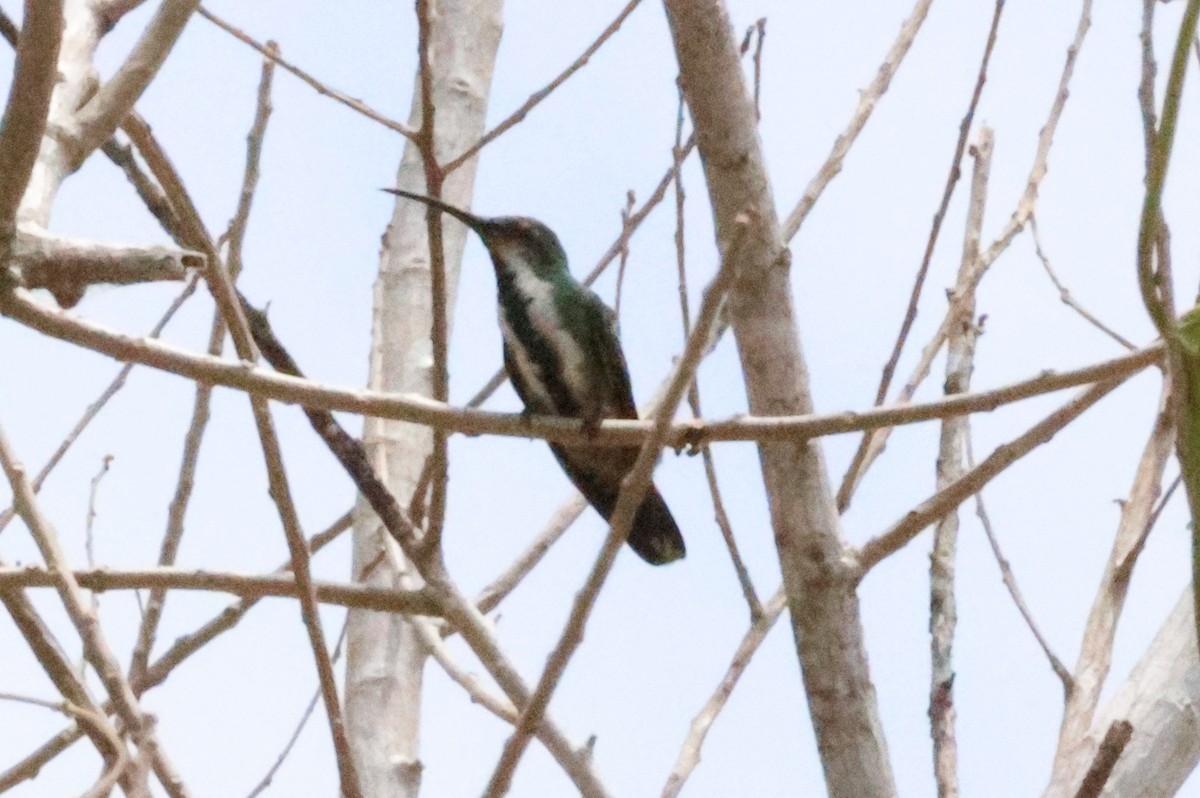 kolibřík panamský - ML617041410