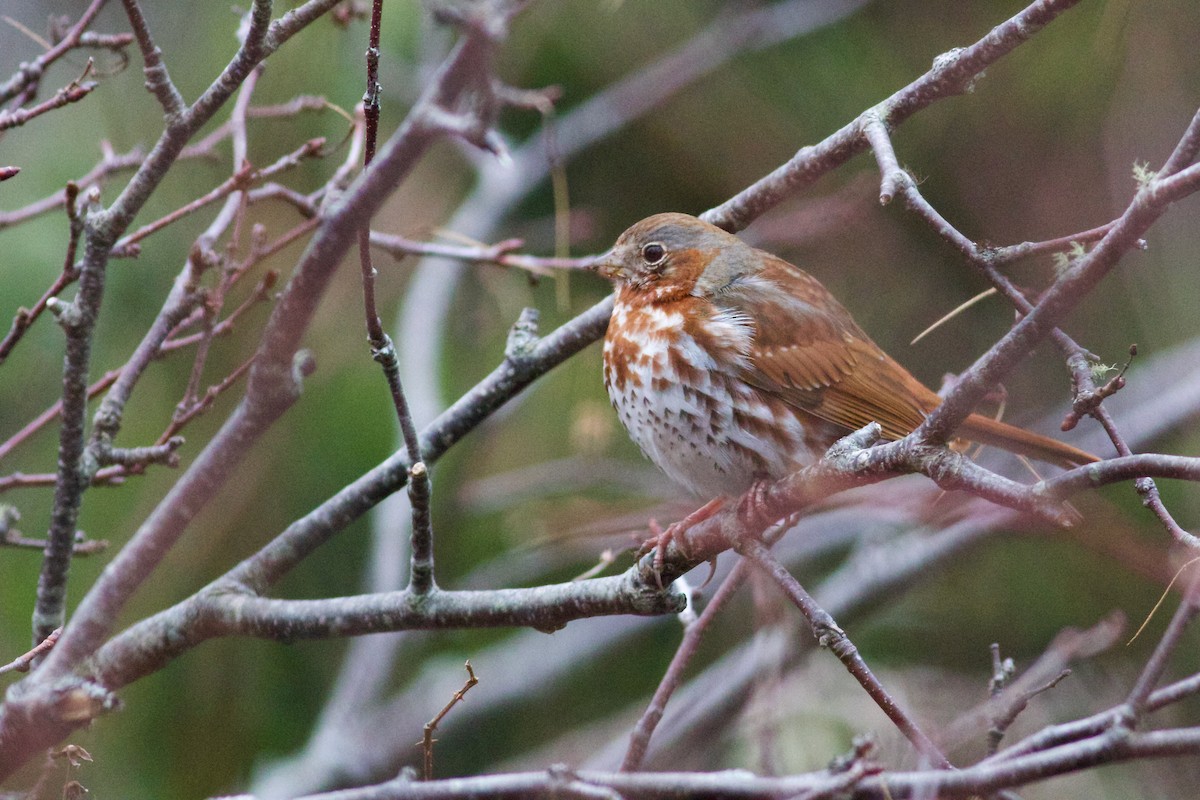 Fox Sparrow (Red) - ML617041429