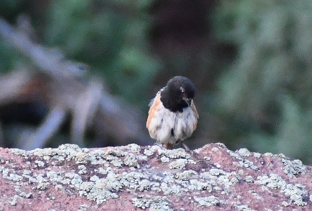 Spotted Towhee - ML617041443