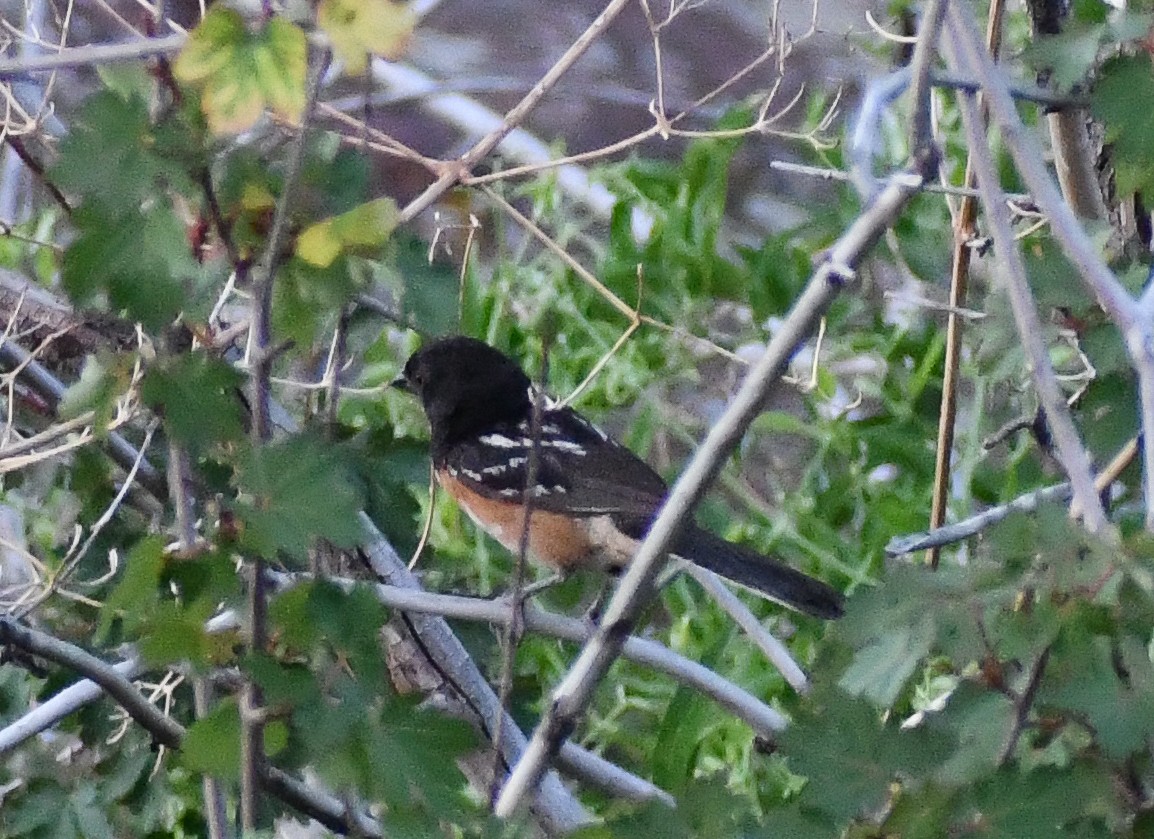 Spotted Towhee - ML617041445
