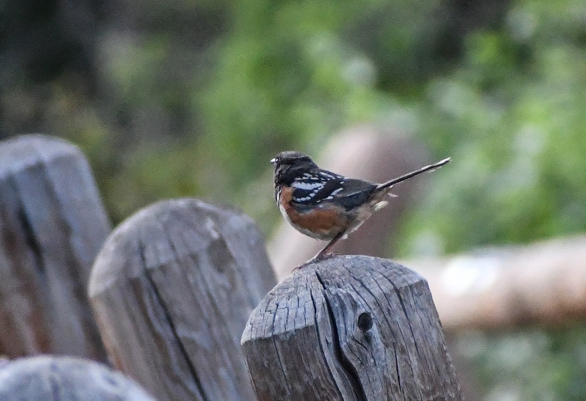 Spotted Towhee - ML617041447