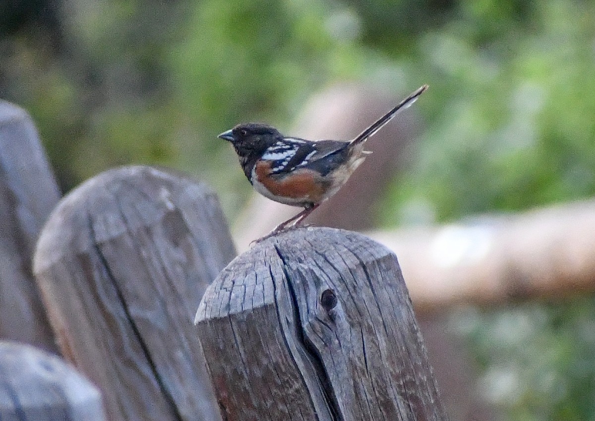 Spotted Towhee - ML617041448
