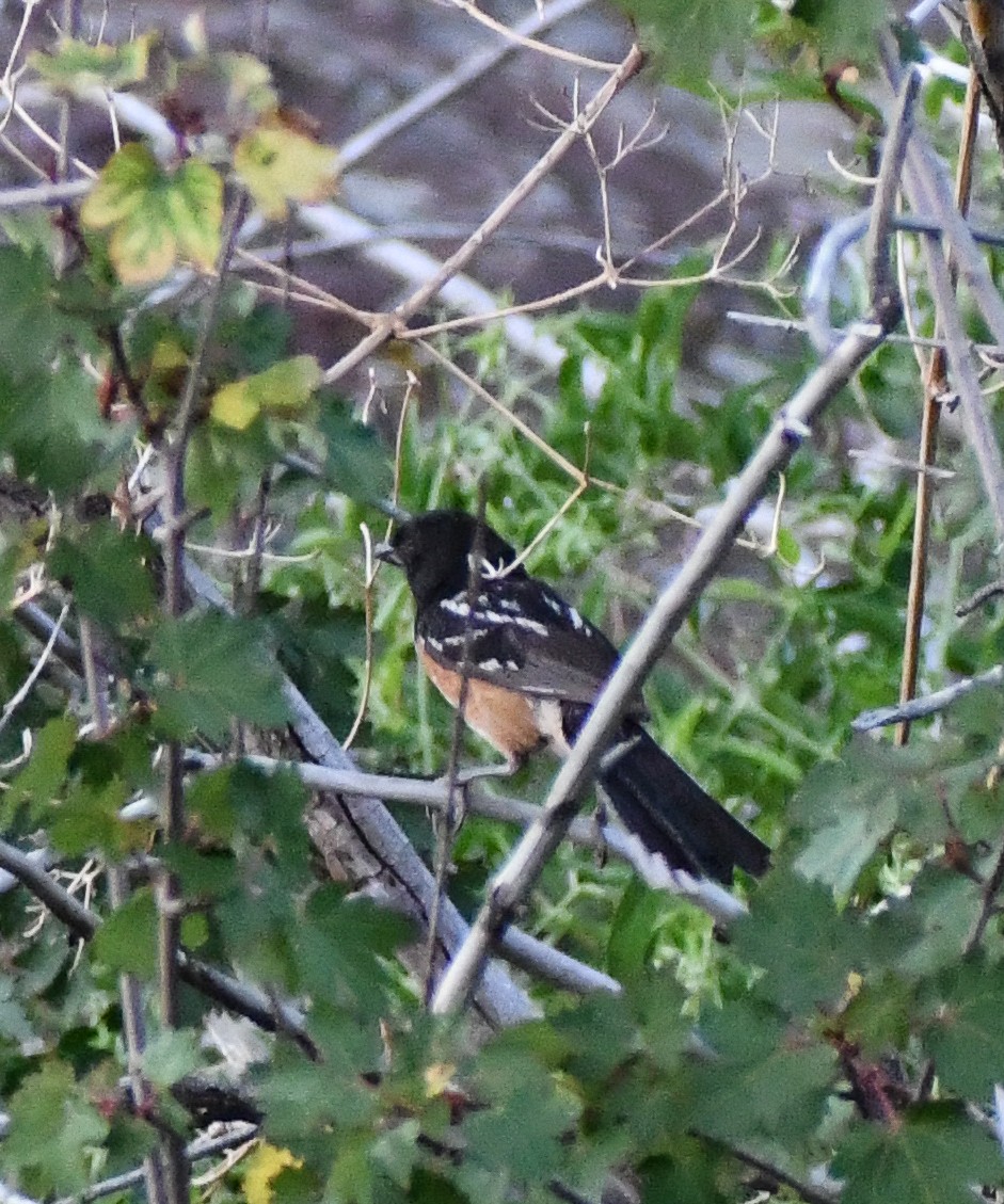 Spotted Towhee - ML617041449