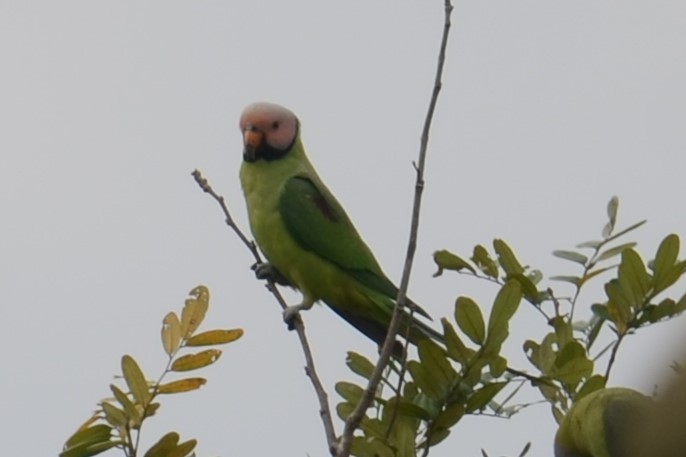 Blossom-headed Parakeet - Alain Rouge