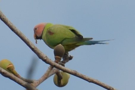 Blossom-headed Parakeet - ML617041505