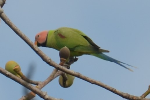 Blossom-headed Parakeet - Alain Rouge