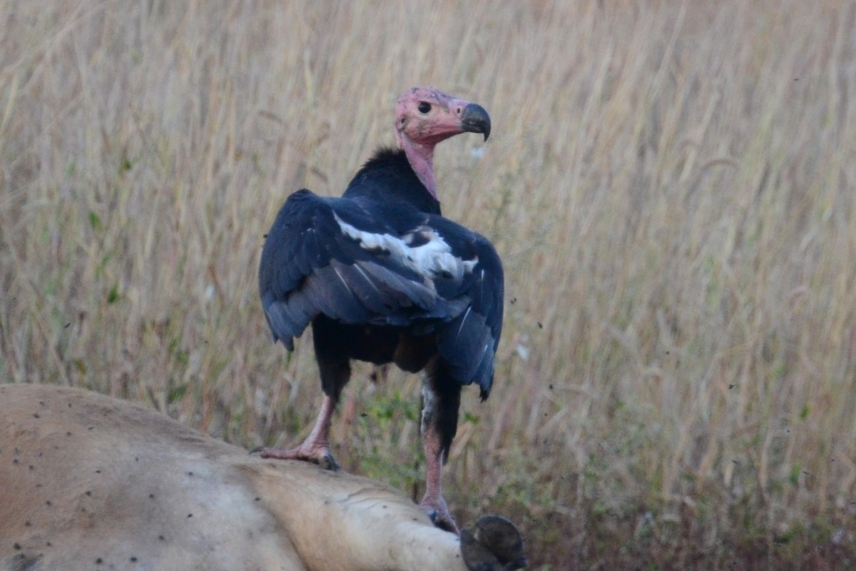 Red-headed Vulture - ML617041657