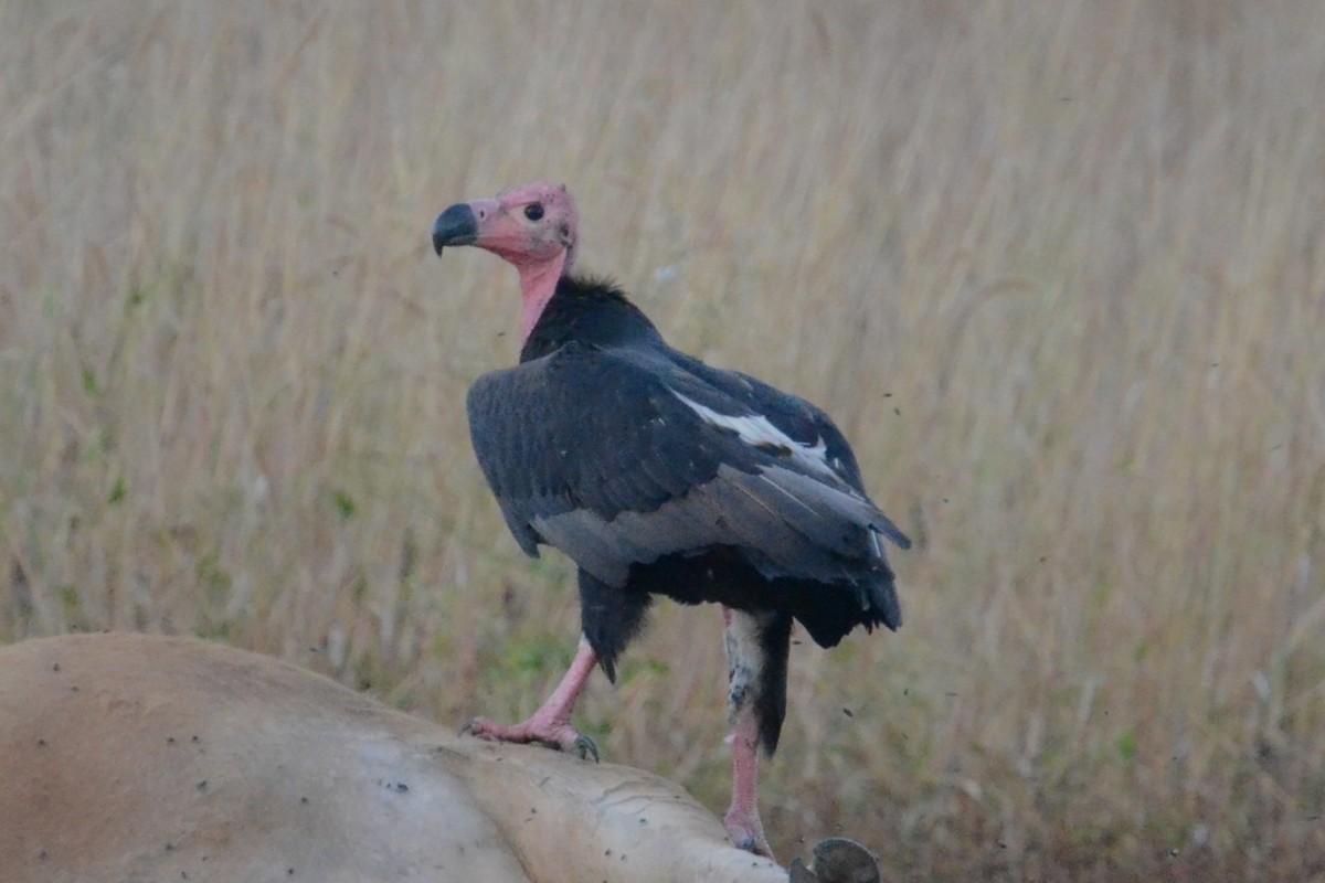 Red-headed Vulture - ML617041658