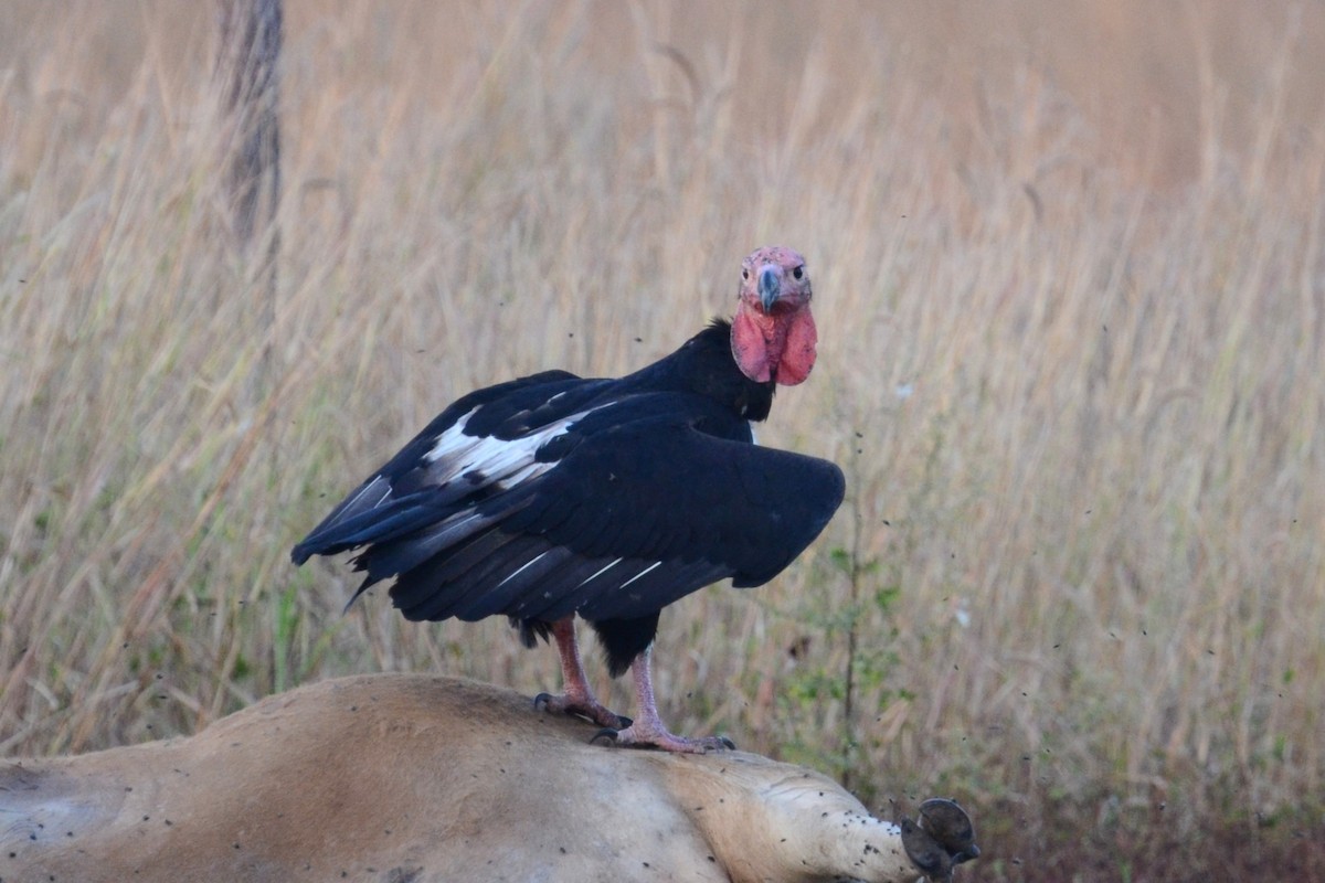 Red-headed Vulture - ML617041659