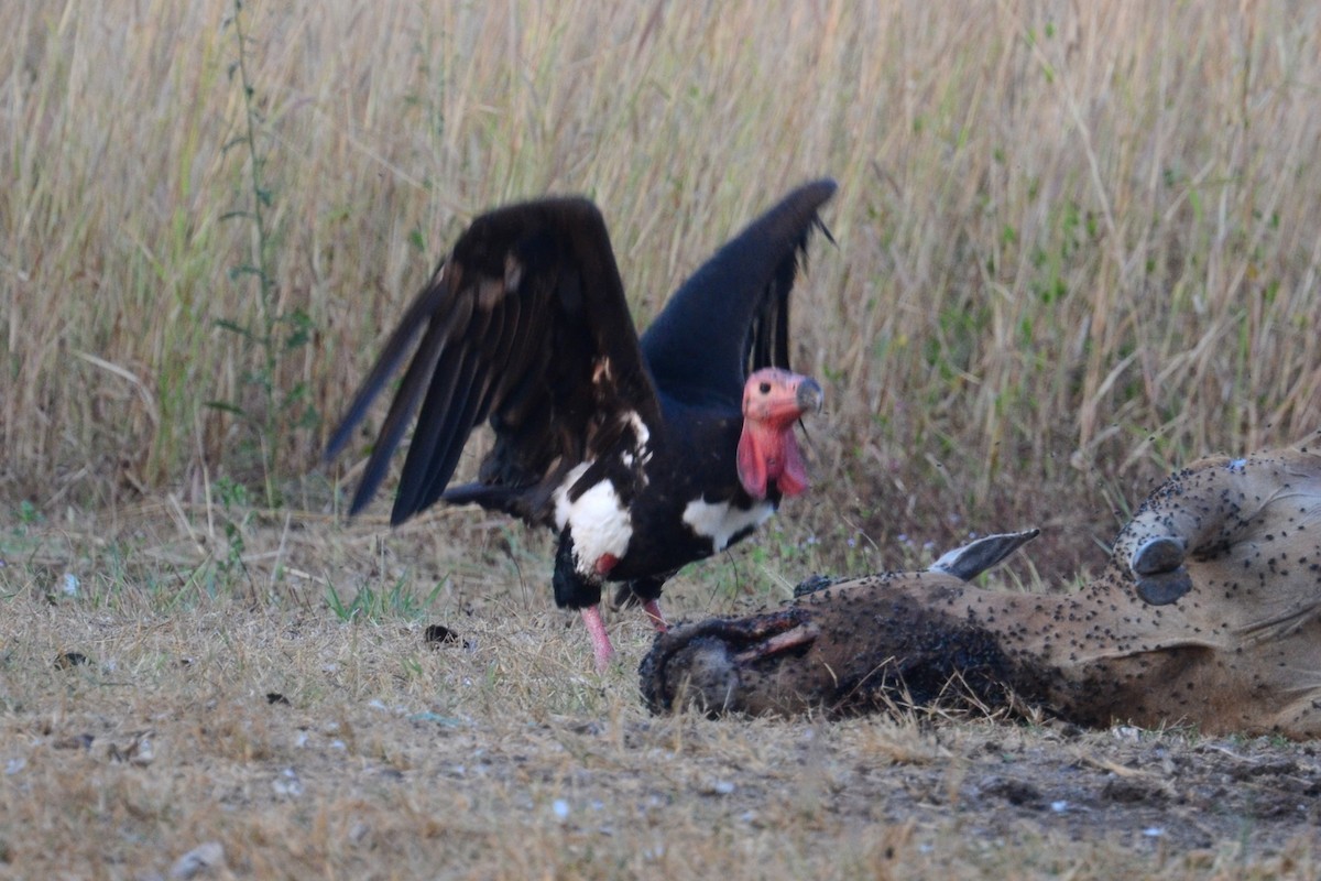 Red-headed Vulture - ML617041660