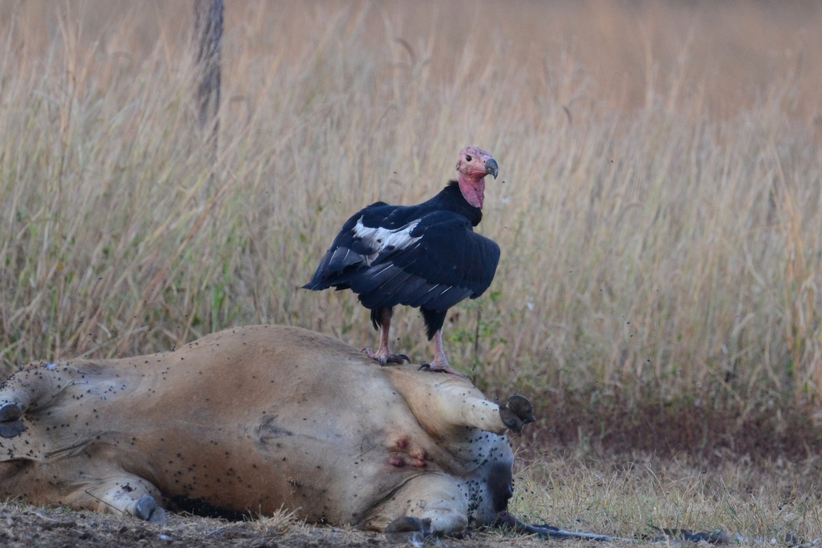 Red-headed Vulture - ML617041661