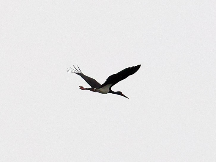 Black Stork - ML617041665