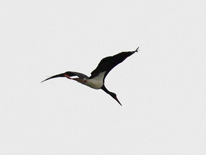 Black Stork - ML617041666