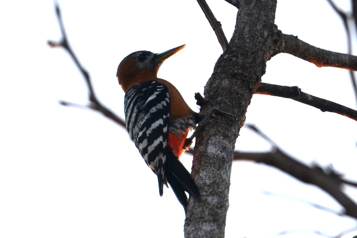 Rufous-bellied Woodpecker - ML617041753