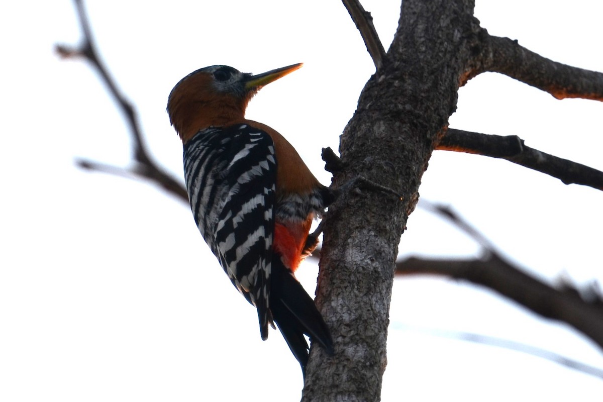 Rufous-bellied Woodpecker - ML617041754