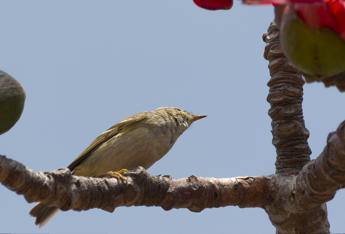 Yellow-browed Warbler - ML617041761