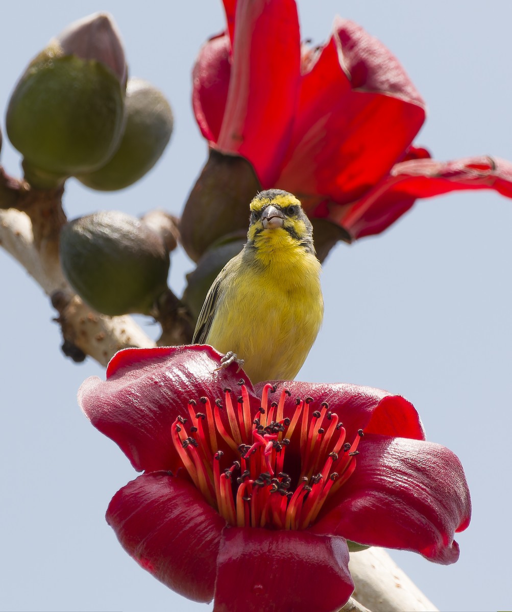 Yellow-fronted Canary - ML617041767