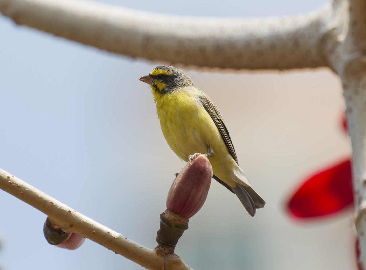 Yellow-fronted Canary - ML617041768