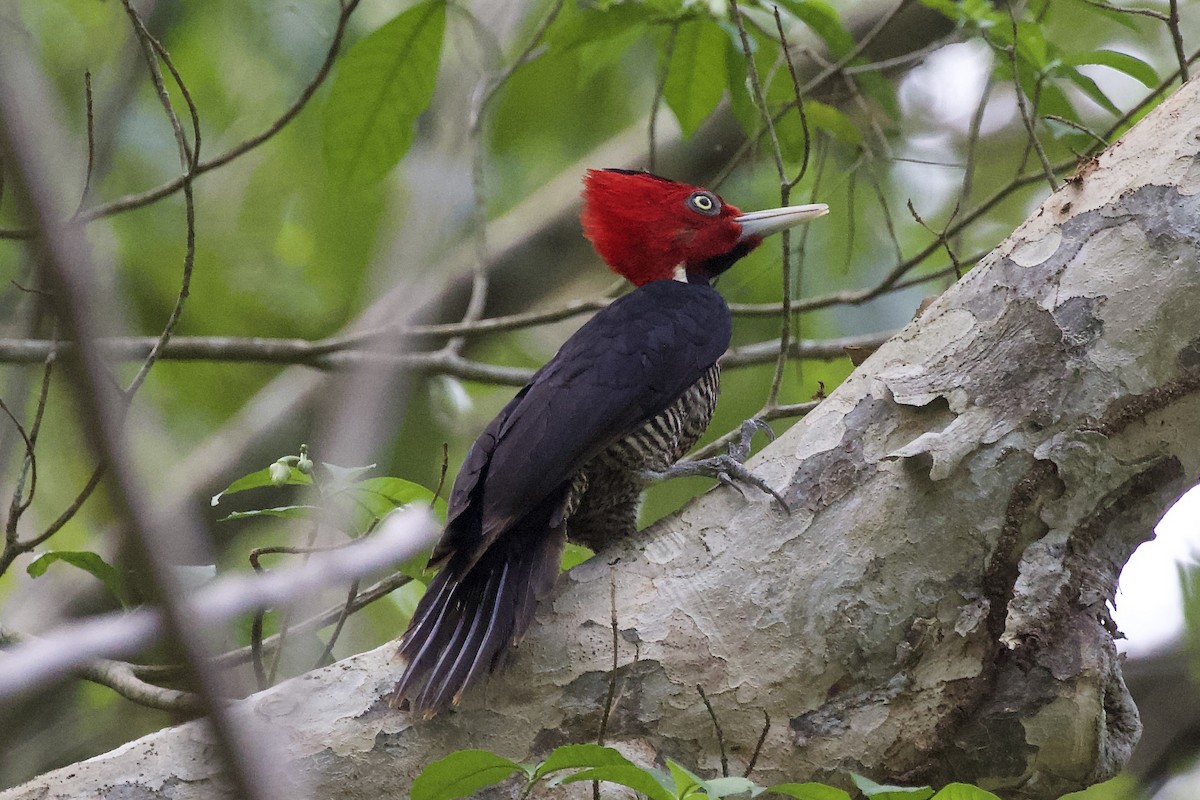 Pale-billed Woodpecker - ML617041852