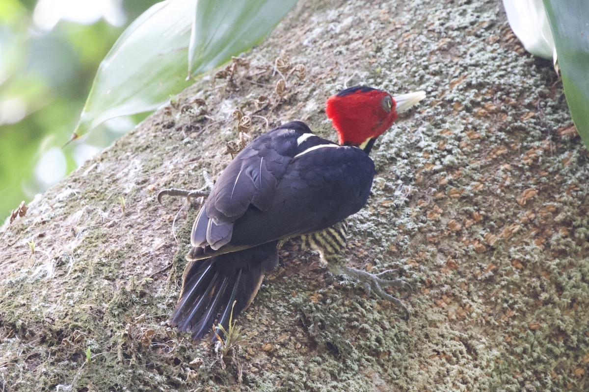 Pale-billed Woodpecker - ML617041856