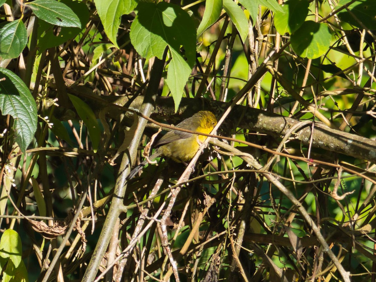 Yellow-headed Brushfinch - ML617041900