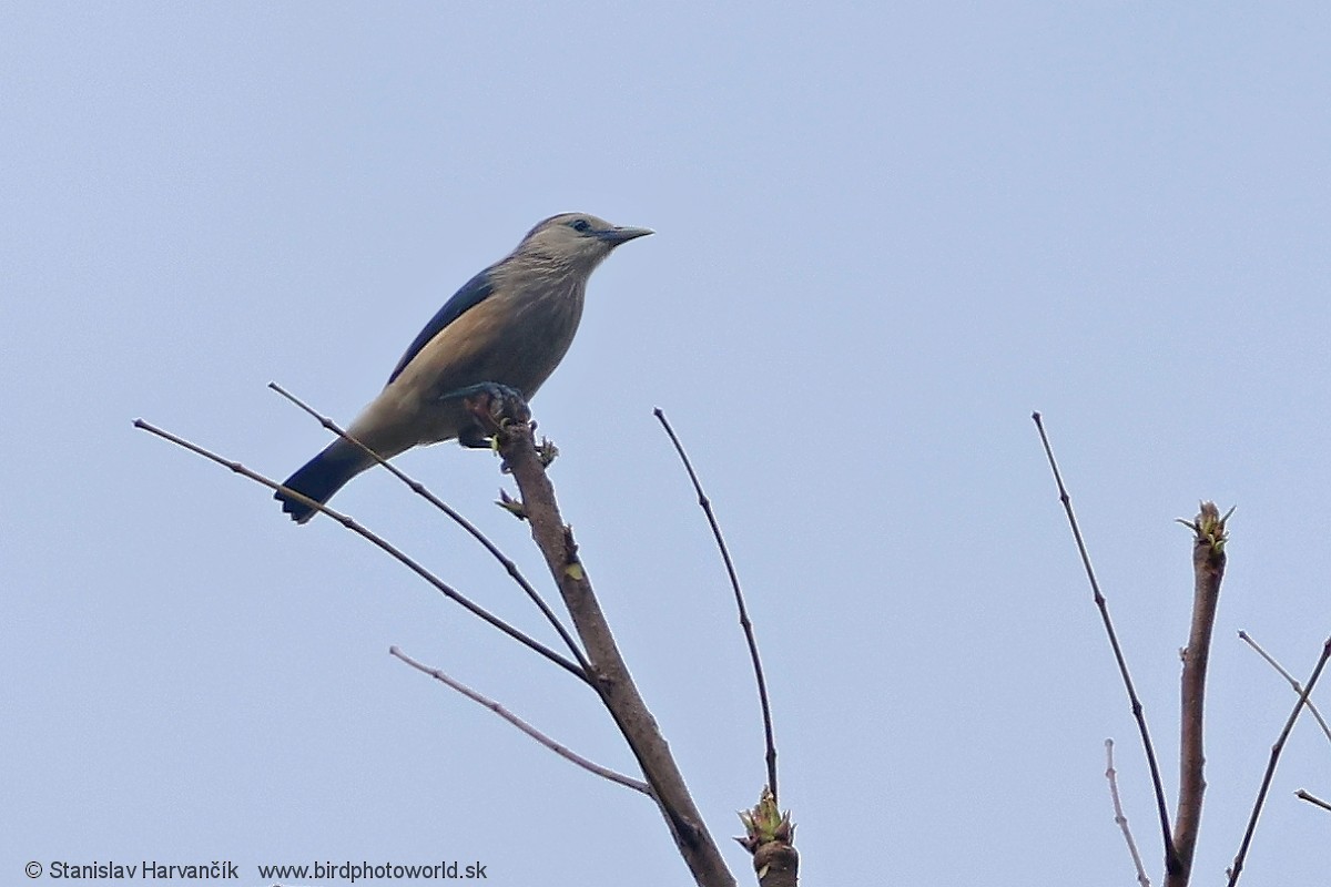 White-faced Starling - ML617041901
