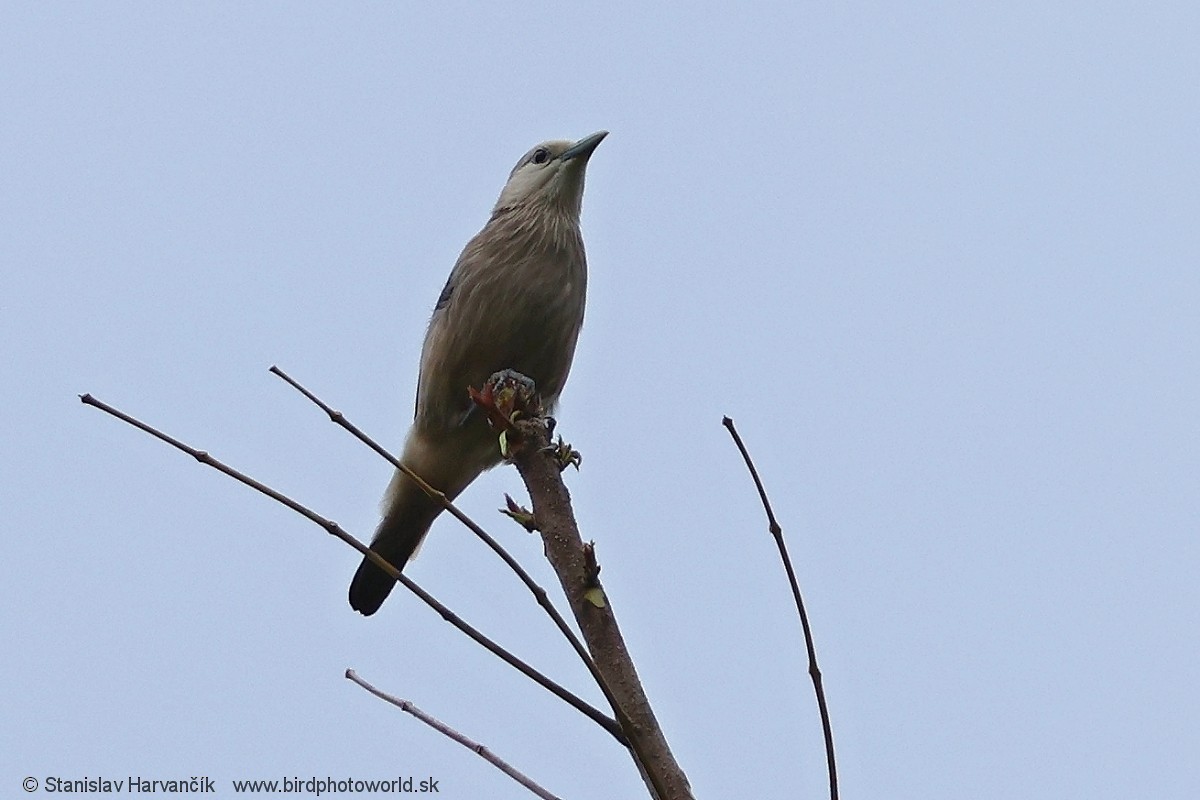 White-faced Starling - ML617041902