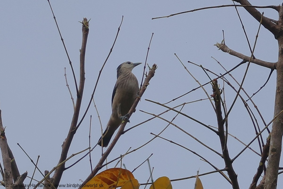 White-faced Starling - ML617041903