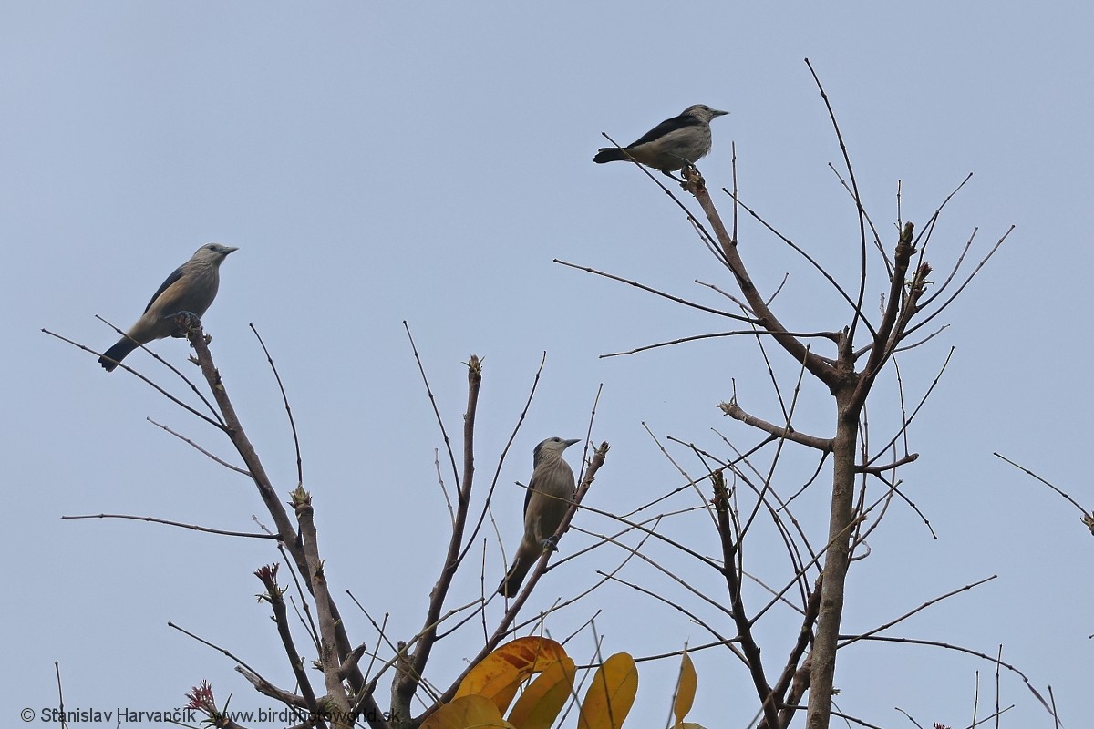 White-faced Starling - ML617041904