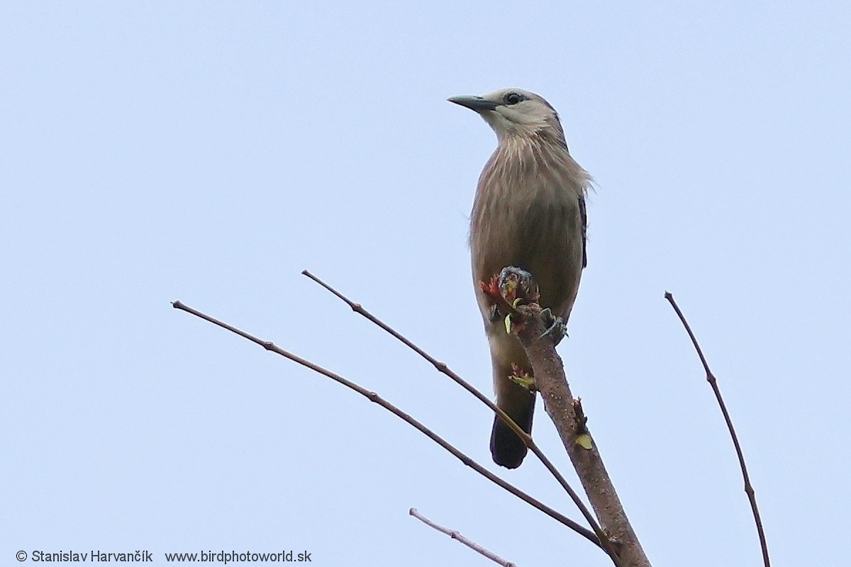 White-faced Starling - ML617041905