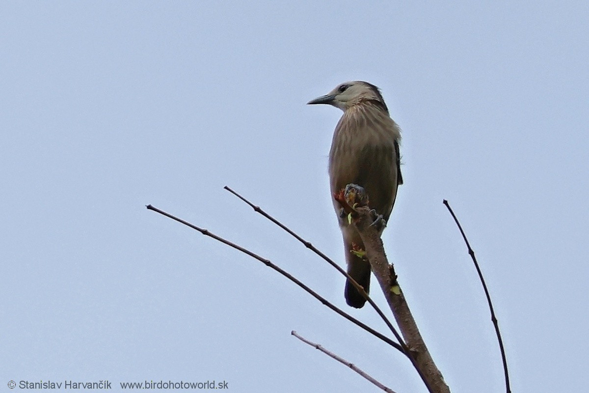 White-faced Starling - ML617041906