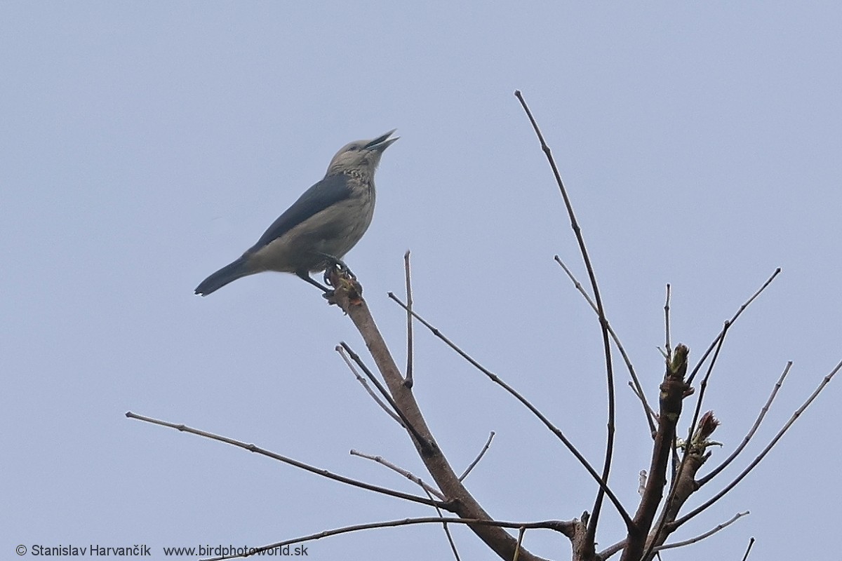 White-faced Starling - ML617041907