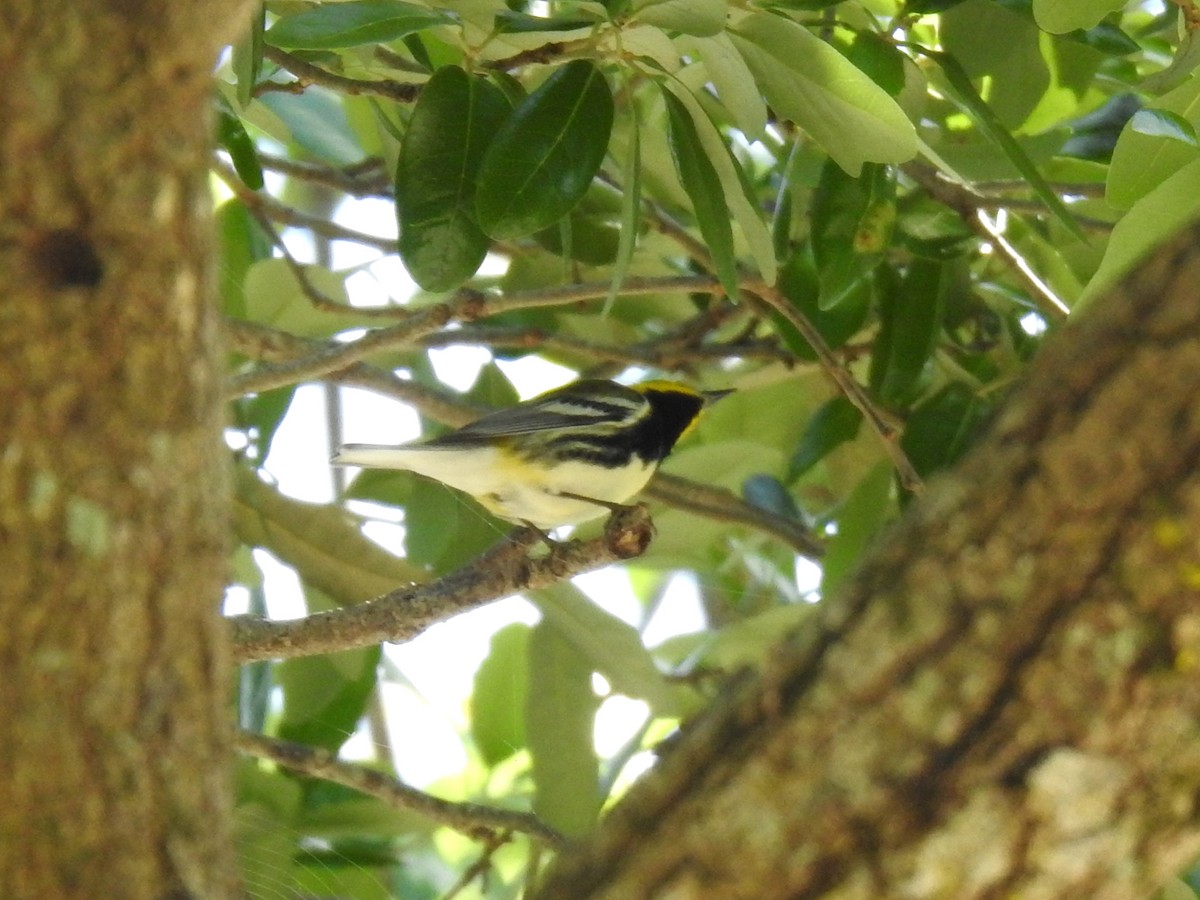 Black-throated Green Warbler - ML617041937