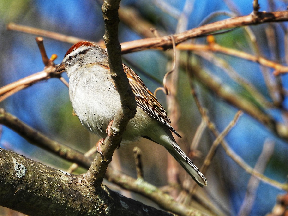 Chipping Sparrow - Roger Medina