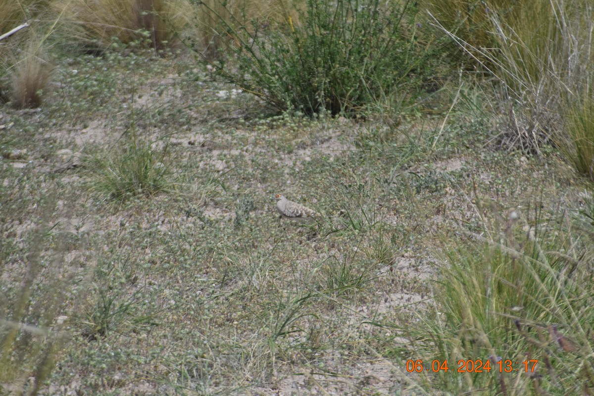 Bare-faced Ground Dove - ML617041981