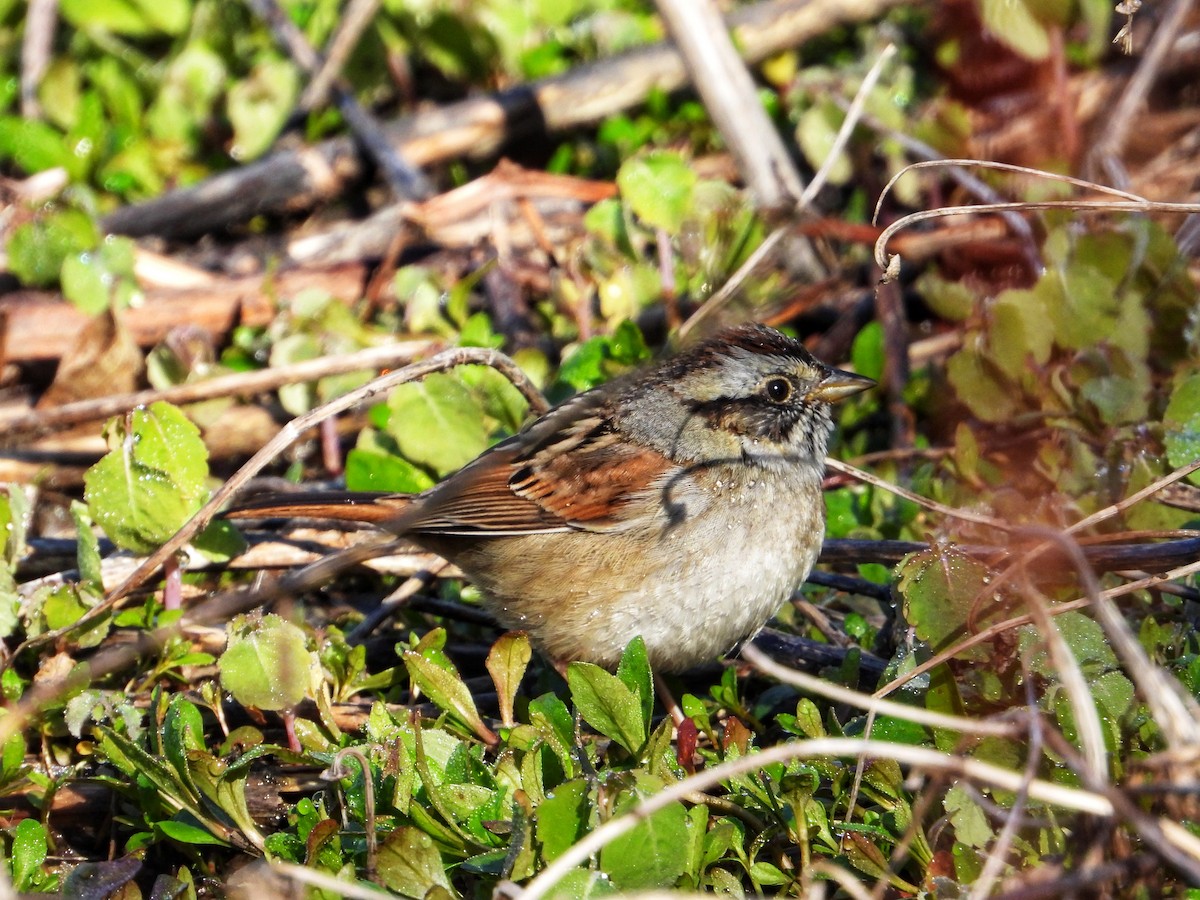 Swamp Sparrow - ML617042019