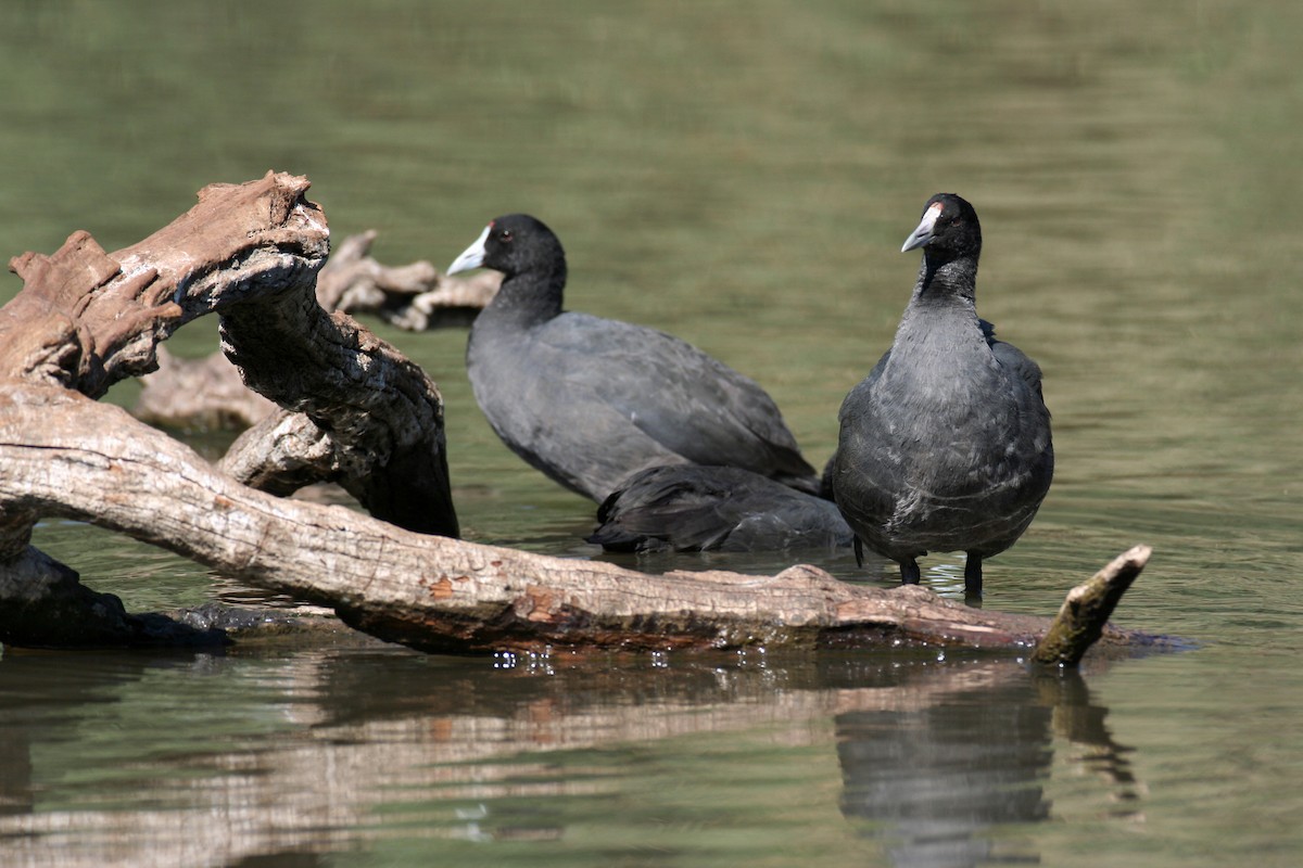Red-knobbed Coot - ML617042101