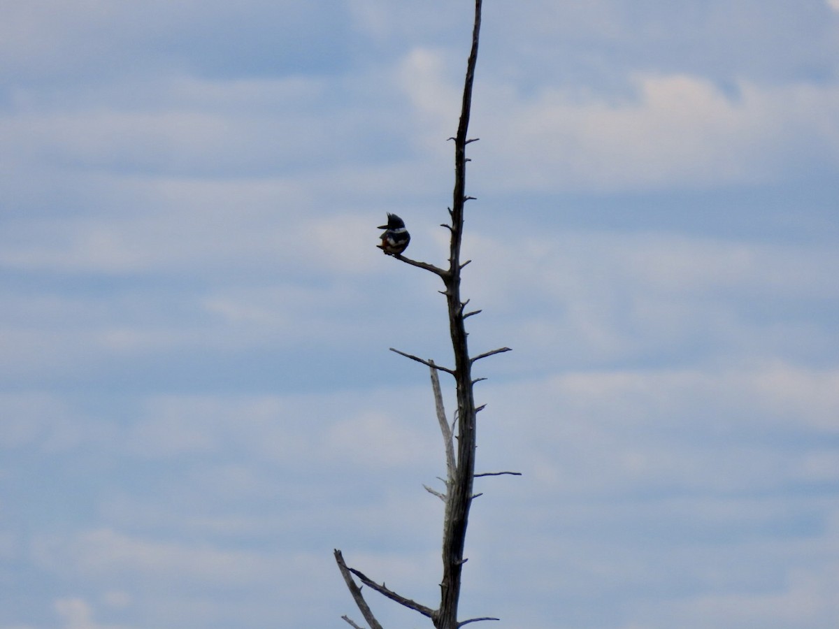 Belted Kingfisher - ML617042111