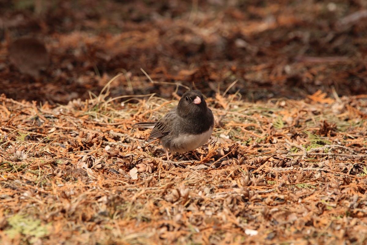 Ebird Checklist - 7 Apr 2024 - Se1 4-33-3-12w 5.5 Mi E Of Glenora, Mb 