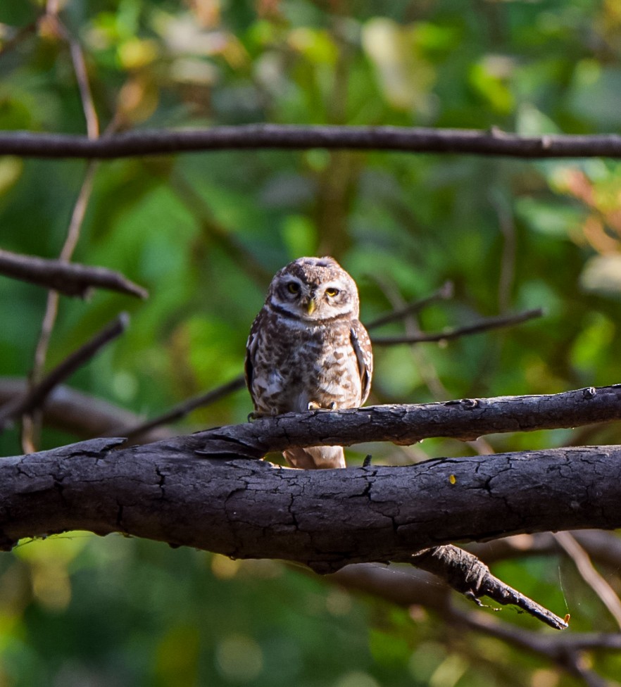 Spotted Owlet - ML617042354