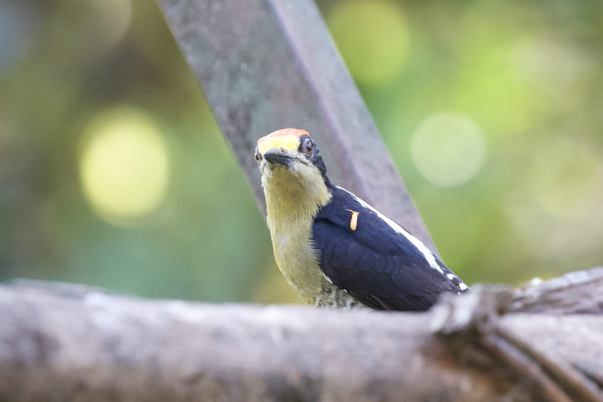 Golden-naped Woodpecker - ML617042379