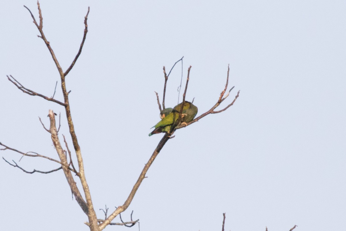 White-crowned Parrot - ML617042413