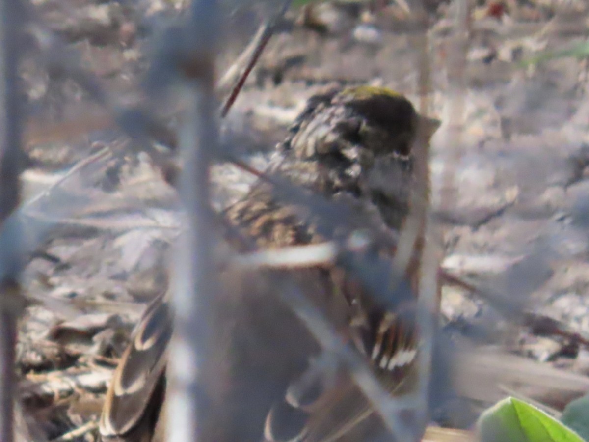Golden-crowned Sparrow - ML617042430