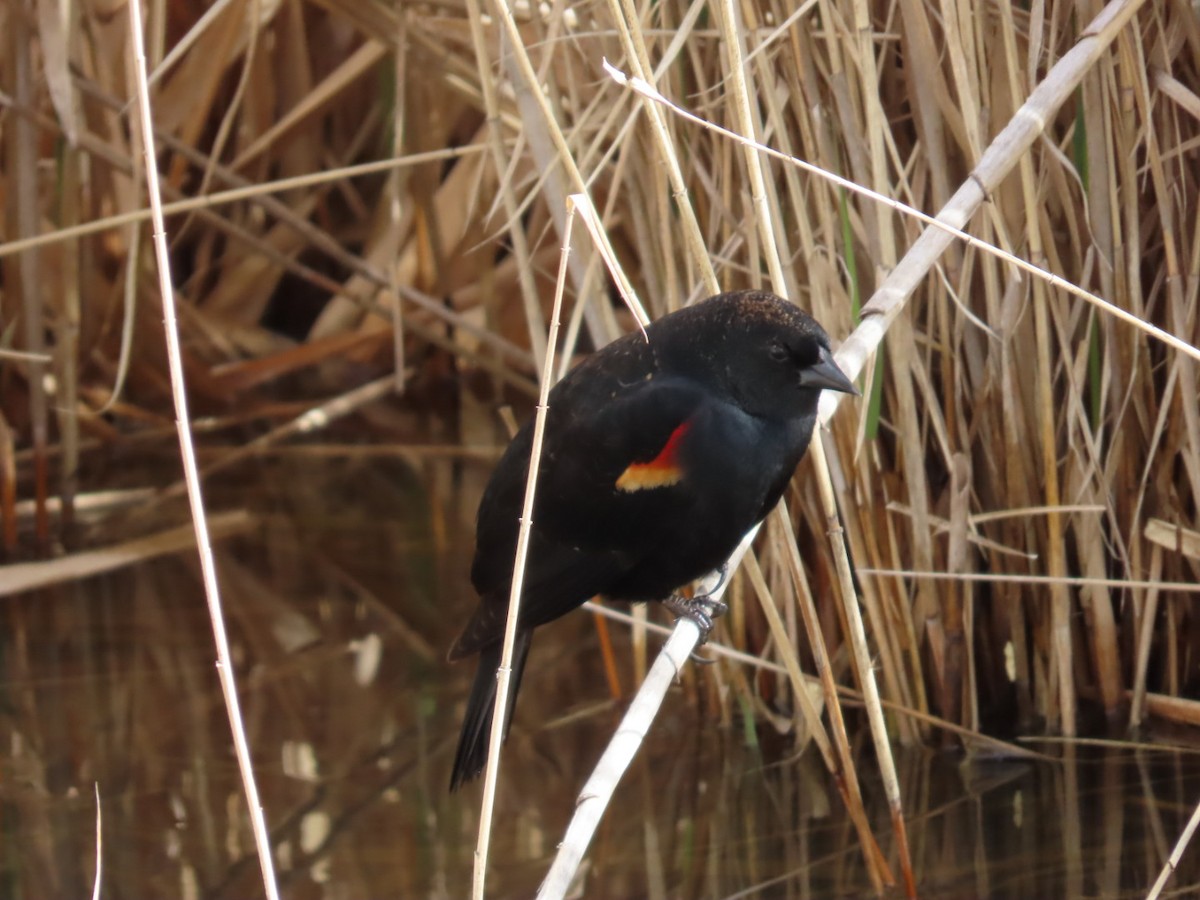 Red-winged Blackbird - Clarissa Chipman