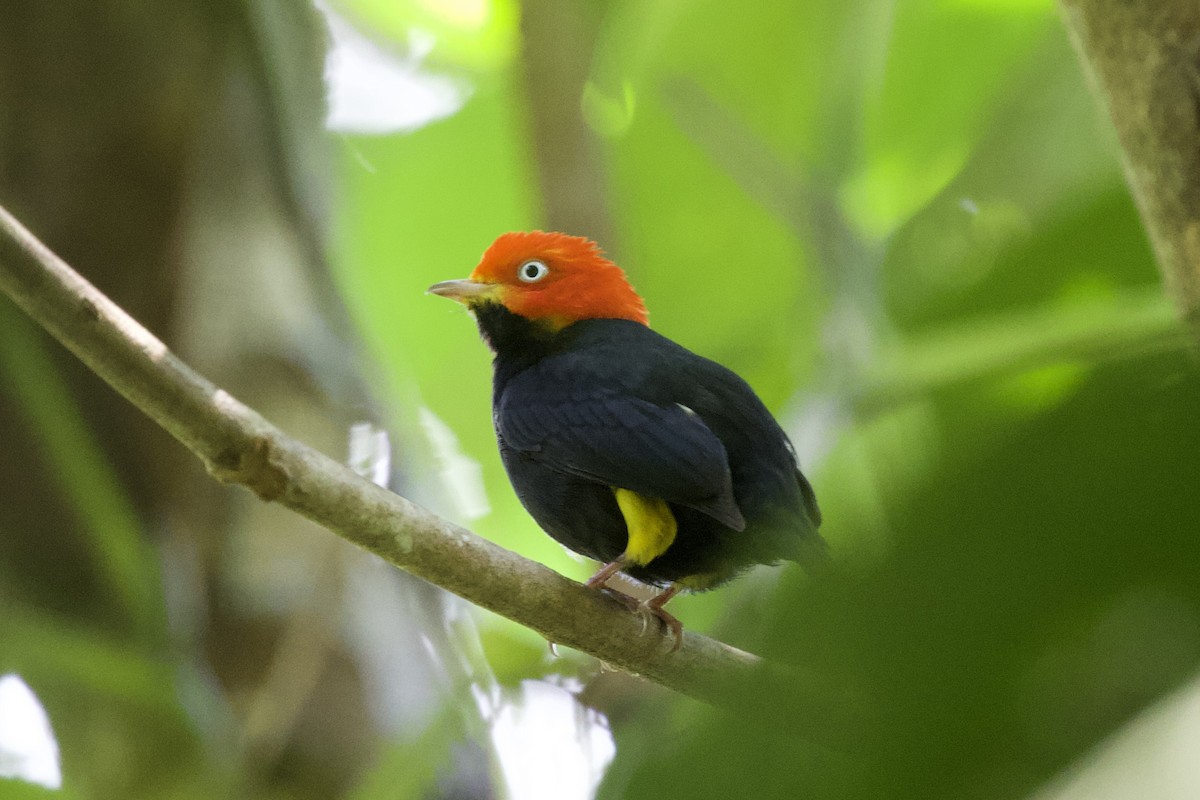 Red-capped Manakin - Krista Oswald