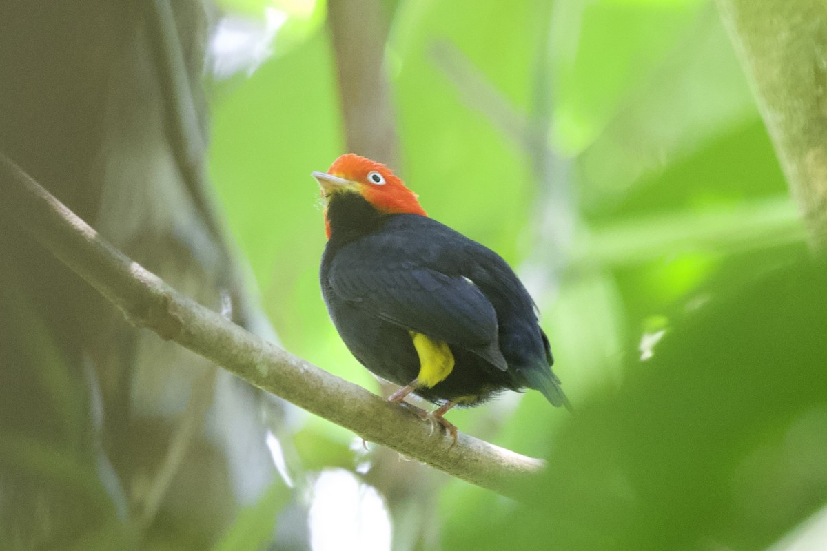 Red-capped Manakin - Krista Oswald